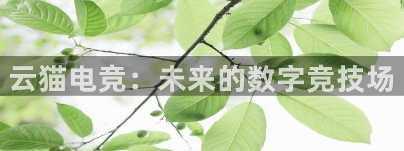 乐鱼电竞app